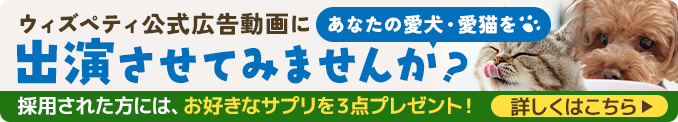愛犬・愛猫 動画投稿フォーム