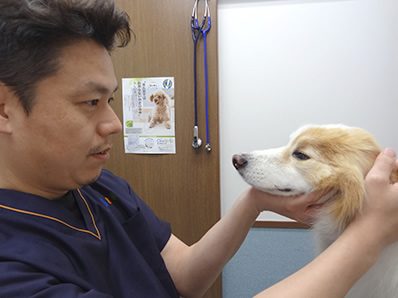 目の健康維持、ペットの目のサプリ「毎日愛眼 ブルーベリー&ルテイン」の獣医師インタビュー