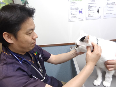 ペットサプリ、関節の健康維持「毎日散歩 グルコサミン&イミダゾールペプチド」の獣医師インタビュー