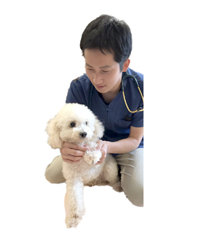 ペットサプリ、犬用 腎不全・下部尿路結石サプリ「毎日腎活 活性炭&ウラジロガシ」の獣医師インタビュー