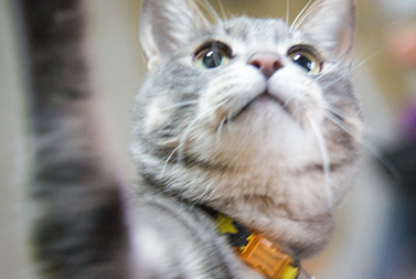 猫用サプリメントの効果と必要性