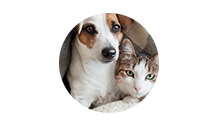 犬用と猫用は栄養成分は同じ配合量