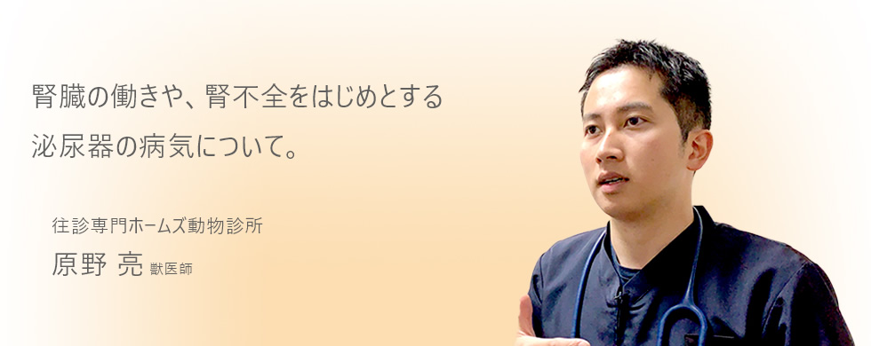 腎臓の動きや、腎不全をはじめとする泌尿器の病気について。