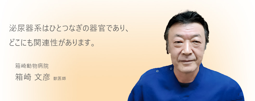 泌尿器系はひとつなぎの器官であり、どこにも関連性があります。