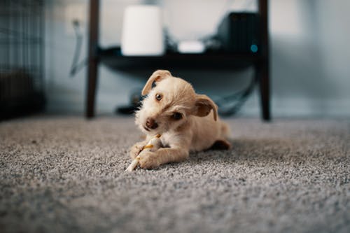 ワクチンって何?今さら聞けない犬のワクチンの話