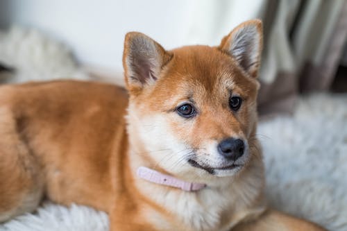 犬が口にしてはいけない食べ物や植物がある?危険性と注意すべき事