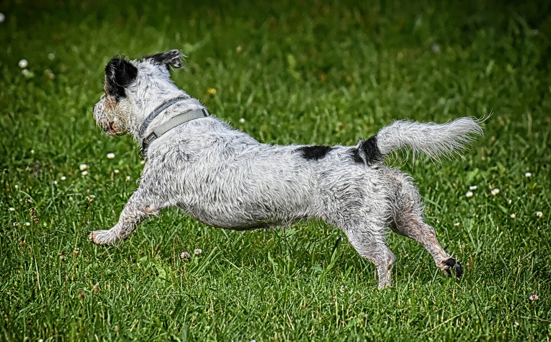 犬の肛門線絞りの必要性と、正しい方法