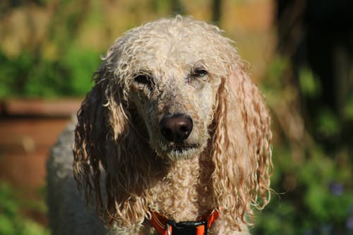 自宅でできる犬のシャンプーの方法は?効果的な洗い方や頻度