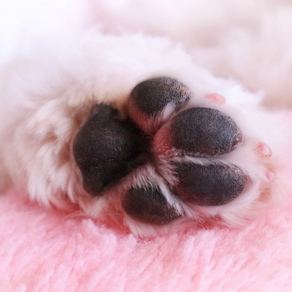 爪の中にも血管が!ちょっと難しいワンちゃんの爪切り
