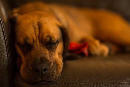 老犬の介護と向き合うには?介護のしかた、心構えとは?
