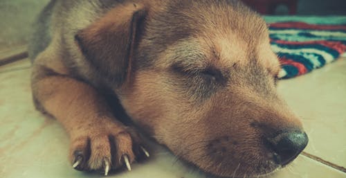 愛犬が安心して楽しく過ごせるお留守番