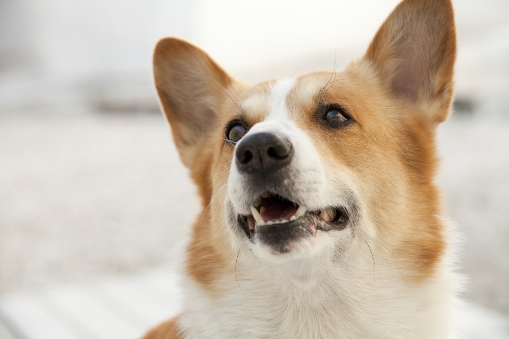 愛犬の無駄吠えが簡単に治せる魔法の掛け声