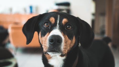 犬の気管支炎、症状や原因は?診断や治療、予防方法、注意する事は?