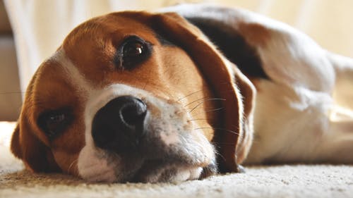 犬の慢性腎不全、症状と治療法、病気との向き合い方とは?