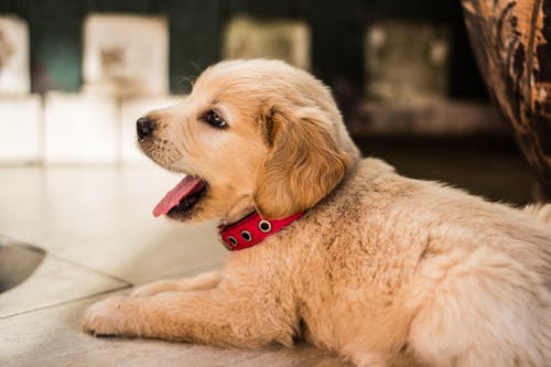 原因や予防を解説!中型犬が気を付けるべき「前十字靭帯断裂」とは?