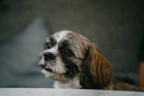 知っていますか?本当は怖い狂犬病の話。