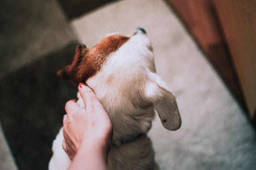 知っていますか？本当は怖い狂犬病の話。