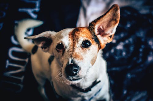 知っていますか？本当は怖い狂犬病の話。