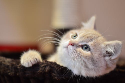 子猫を家族として迎える時に気をつけることは?