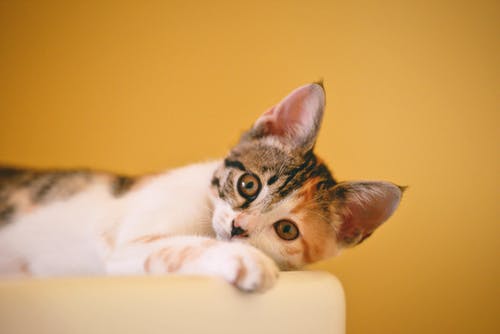 猫に歯磨きは必要?そのやり方とコツとは?