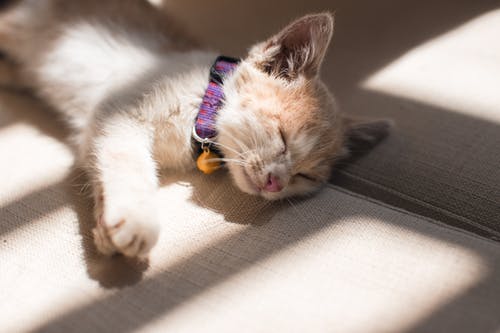 愛猫が幸せな一生を送る為の第一歩 社会化期の望ましい過ごし方とは?