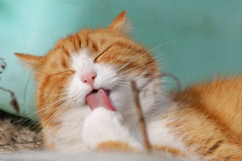 キャットフード選びの参考に!老猫に必要な原材料とは?