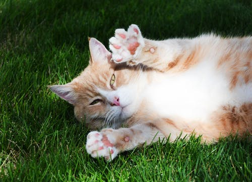 猫の子宮蓄膿症、症状や原因は?診断や治療、予防方法、注意することは?