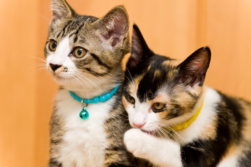 猫白血病ウイルス感染症、症状や原因は?診断や治療、予防方法、注意することは?