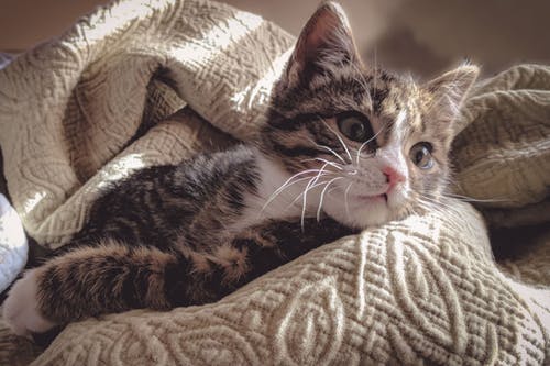 猫ちゃんに異変?様子がおかしいと思ったら(2部構成その1)