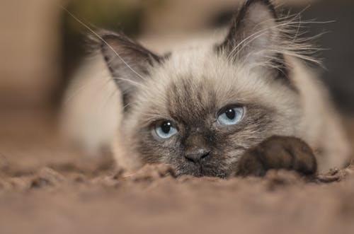 猫ちゃんに異変?様子がおかしいと思ったら(2部構成その2)