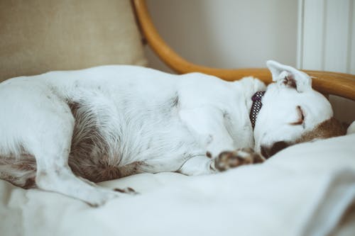 「ペットに財産を相続させたい」という想いをかなえる方法とは?