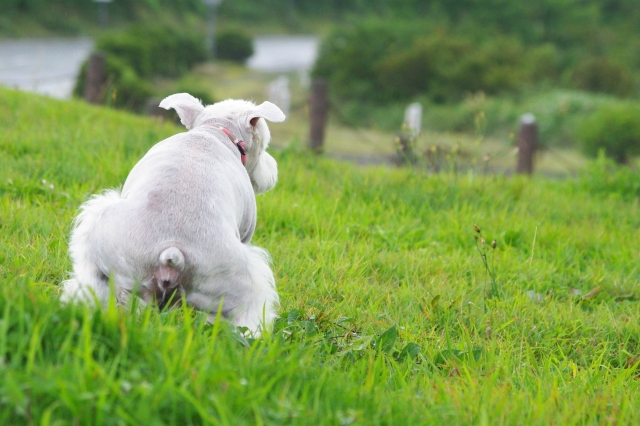 犬がウンチを食べてしまう原因と対処方法