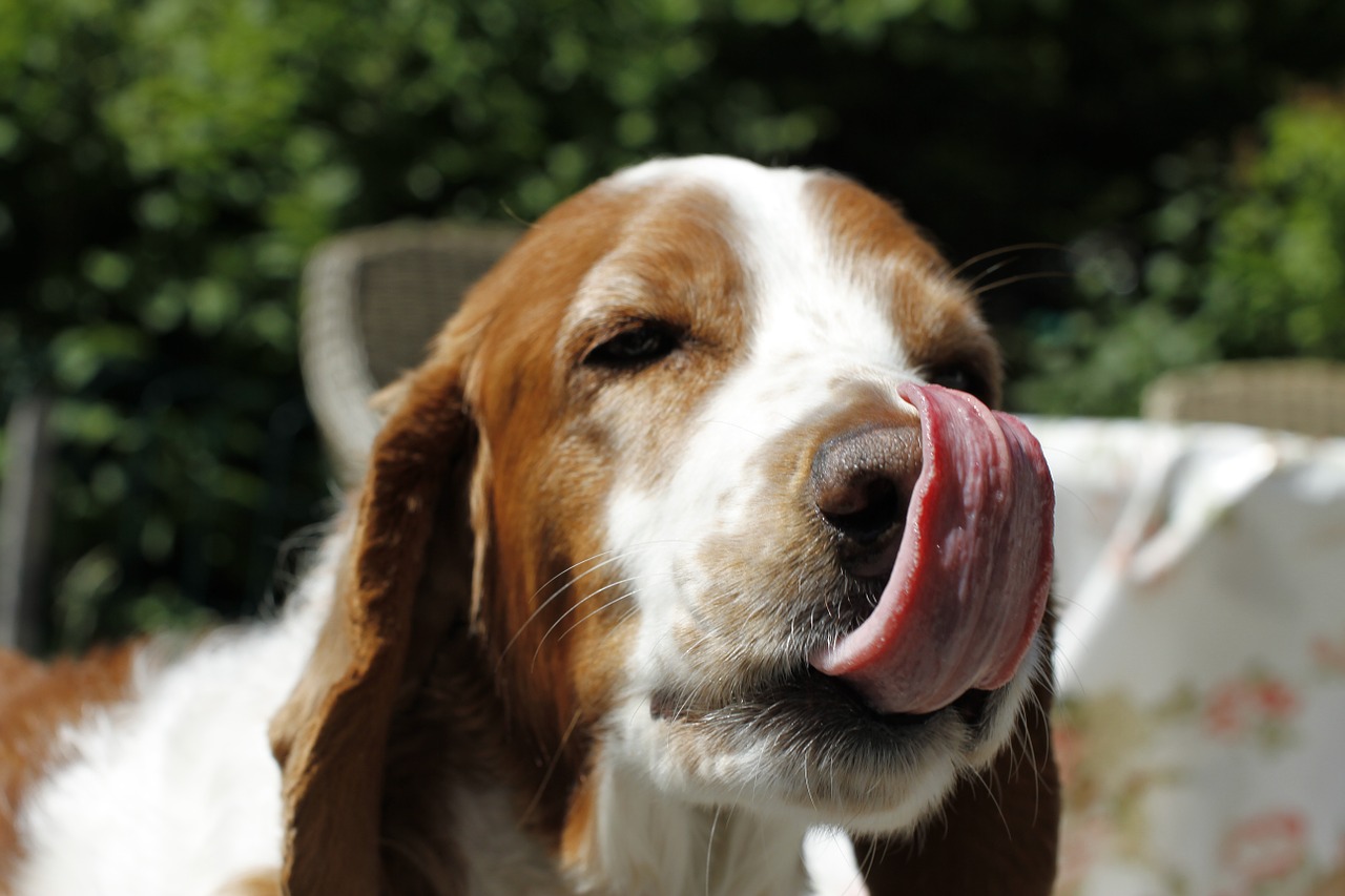 犬のカラダに優しいおやつ作りませんか？～スイートポテト～