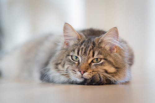 猫の耳ダニ症について
