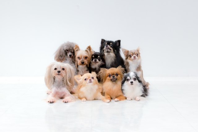 これから犬を飼おうとしている人へ、どの犬種を選ぶ?」