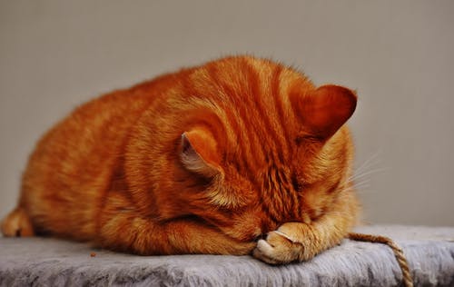 ノミ、ダニが増えてくることが及ぼす猫への影響