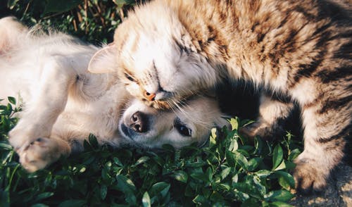 犬と猫、仲良く一緒に暮らすコツ