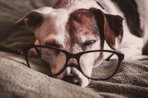 老犬の食事、どんなものを食べさせればいいの?