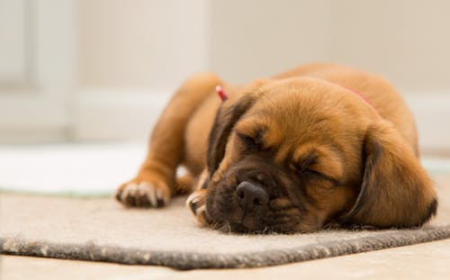 老犬の食事、どんなものを食べさせればいいの?