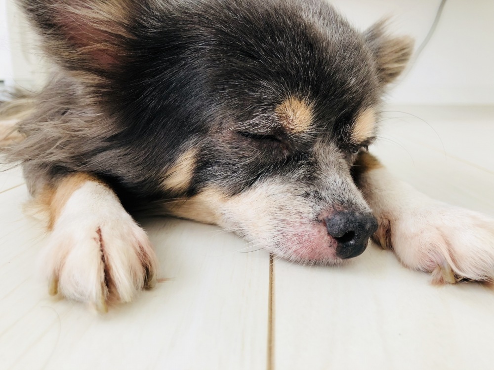 犬のアレルギー性疾患について