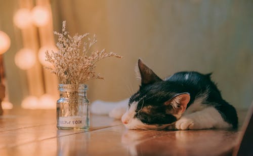老猫と一緒に暮らす際に気をつけたいこと
