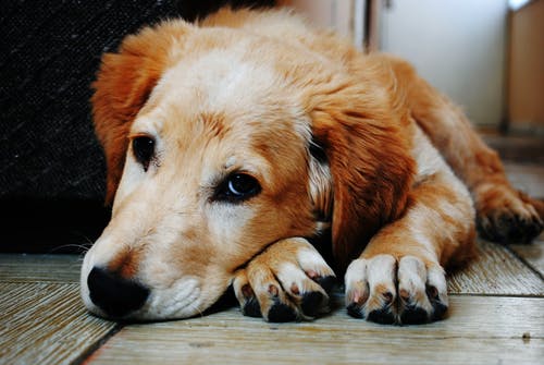 犬の痴呆とは?予防や症状、環境の整え方
