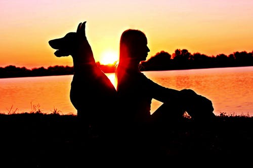 犬の痴呆とは?予防や症状、環境の整え方