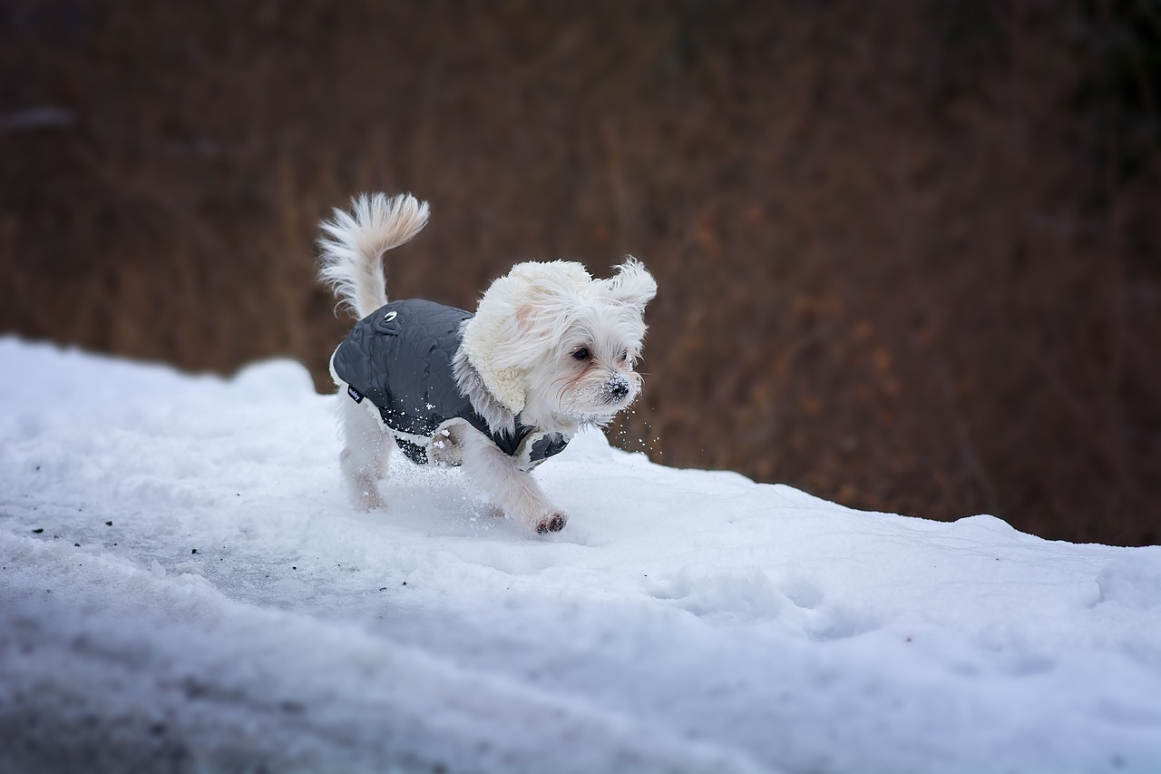 犬も冷えがストレスになる!?愛犬が寒がっている時のサインと、寒さ対策