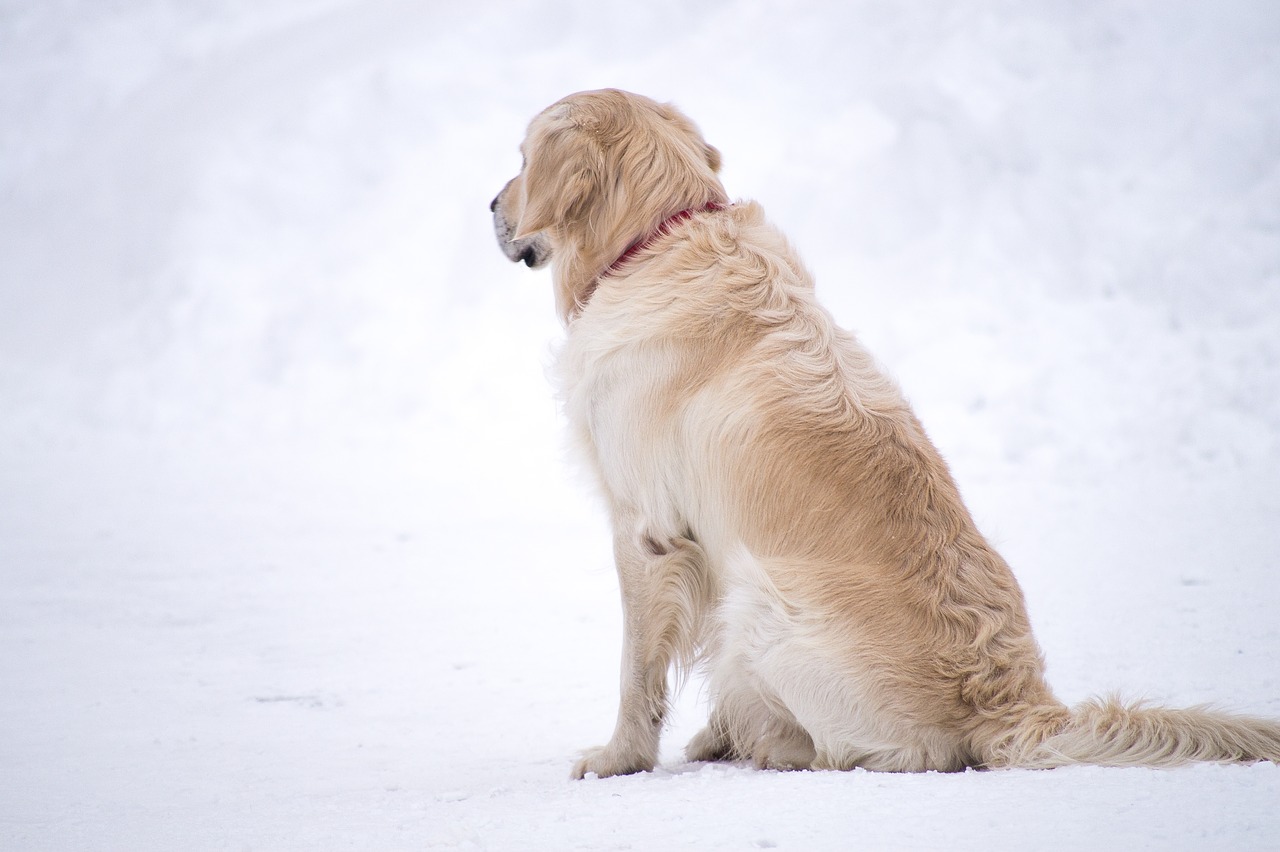 犬も冷えがストレスになる!?愛犬が寒がっている時のサインと、寒さ対策