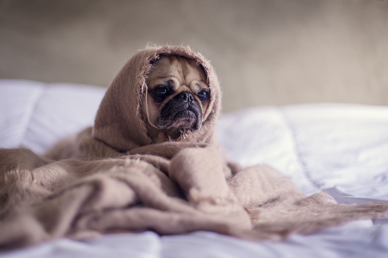 犬も冷えがストレスになる!?愛犬が寒がっている時のサインと、寒さ対策
