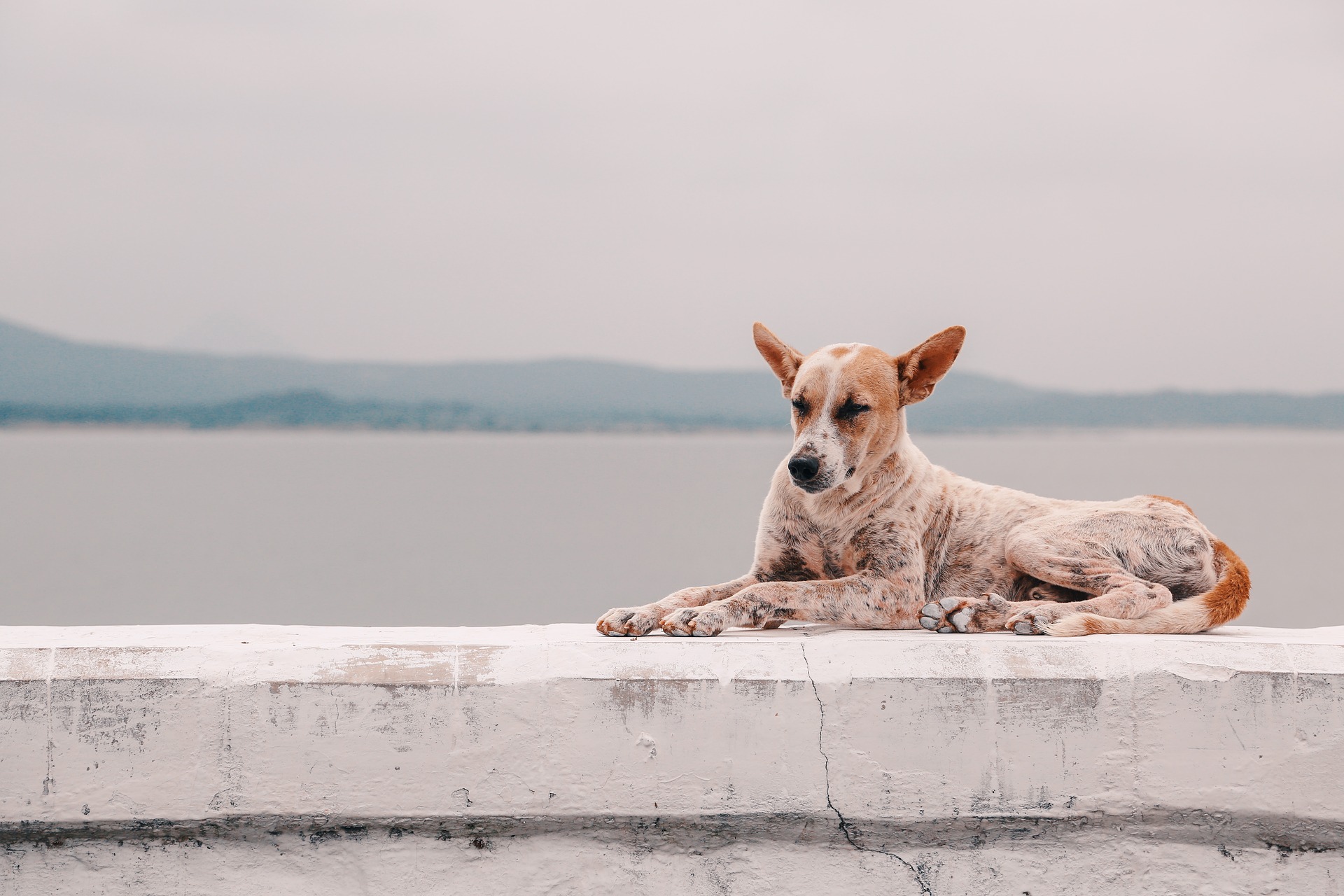 冬場の犬の水分不足はどうする？効果的な対策方法をご紹介！
