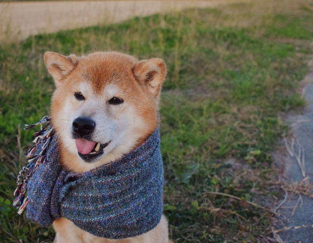 犬が冬にかかりやすい病気と、早期発見のためにできること