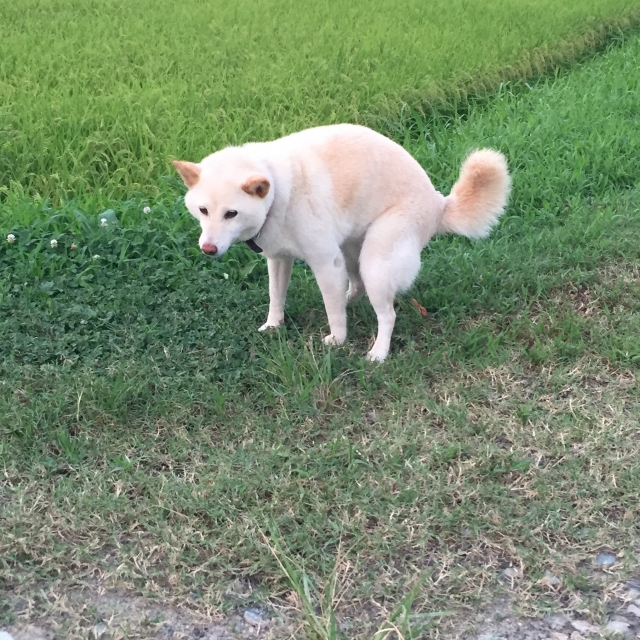 犬がウンチを食べてしまう原因と対処方法