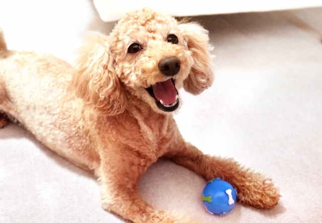 愛犬との室内遊び!おすすめの遊び方と注意すること